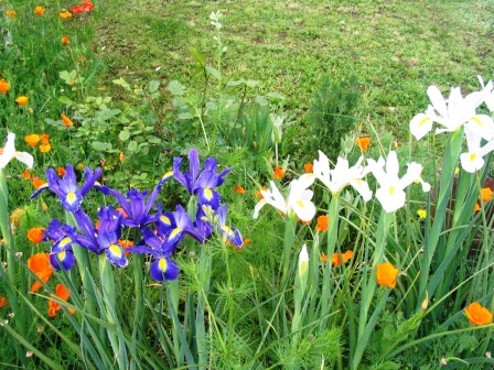 IRIS__1_.jpg, avr. 2026