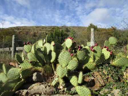 IMG_1201.JPG, nov. 2021 IMG_1201.JPG