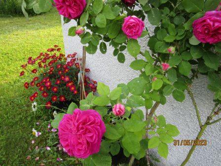 Jardin_de_roses__2023__2_.JPG, août 2023 Jardin_de_roses__2023__2_.JPG
