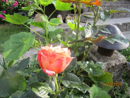 Jardin_de_roses__2023__4_.JPG, août 2023 Jardin_de_roses__2023__4_.JPG