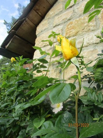 Jardin_de_roses__2023__7_.JPG, août 2023 Jardin_de_roses__2023__7_.JPG