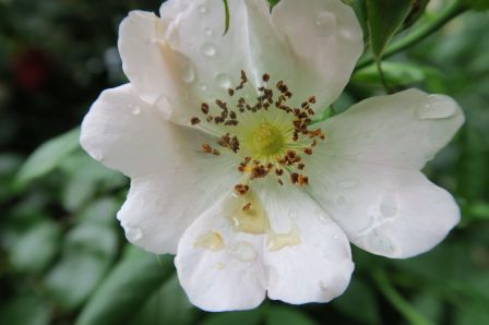 NOS_FLEURS__12_.JPG, août 2023 NOS_FLEURS__12_.JPG