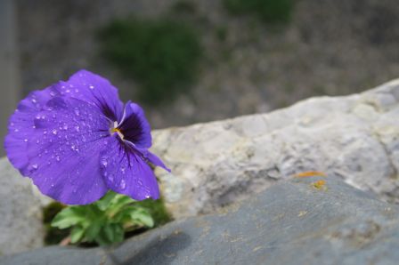 NOS_FLEURS__5_.JPG, août 2023 NOS_FLEURS__5_.JPG