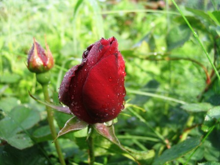 belle_rose.jpg, avr. 2026 belle_rose.jpg, avr. 2026